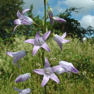 Campanula rapunculus (RAPUNCEL)