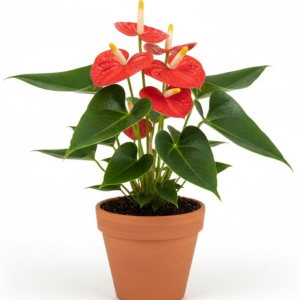 Anthurium
